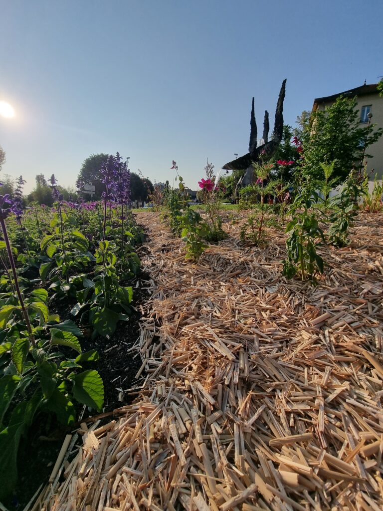 paillage miscanthus chatel guyon