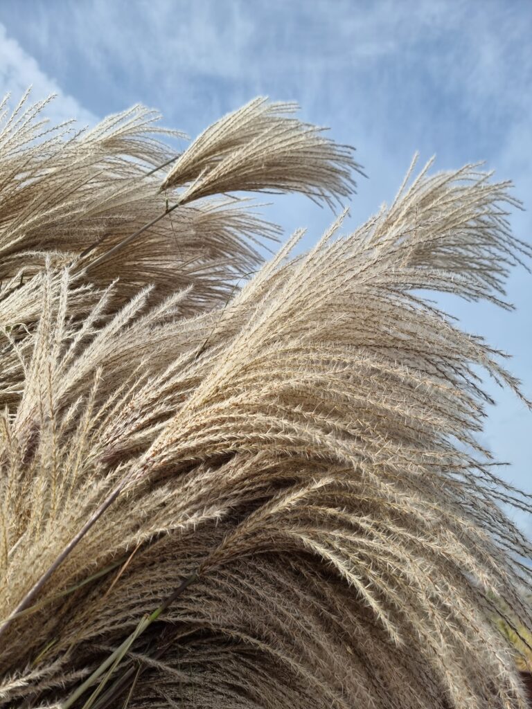 Fleurs de miscanthus automne 2023