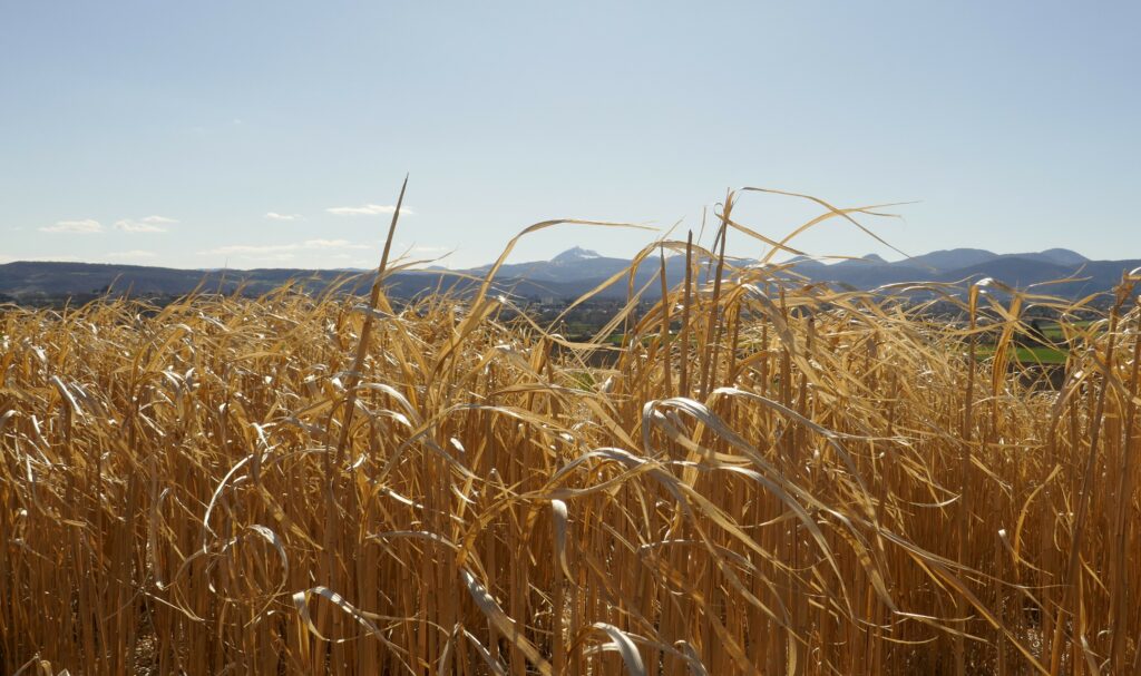 Panoramique des dômes, avec miscanthus et puy de dôme