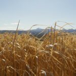 Panoramique des dômes, avec miscanthus et puy de dôme