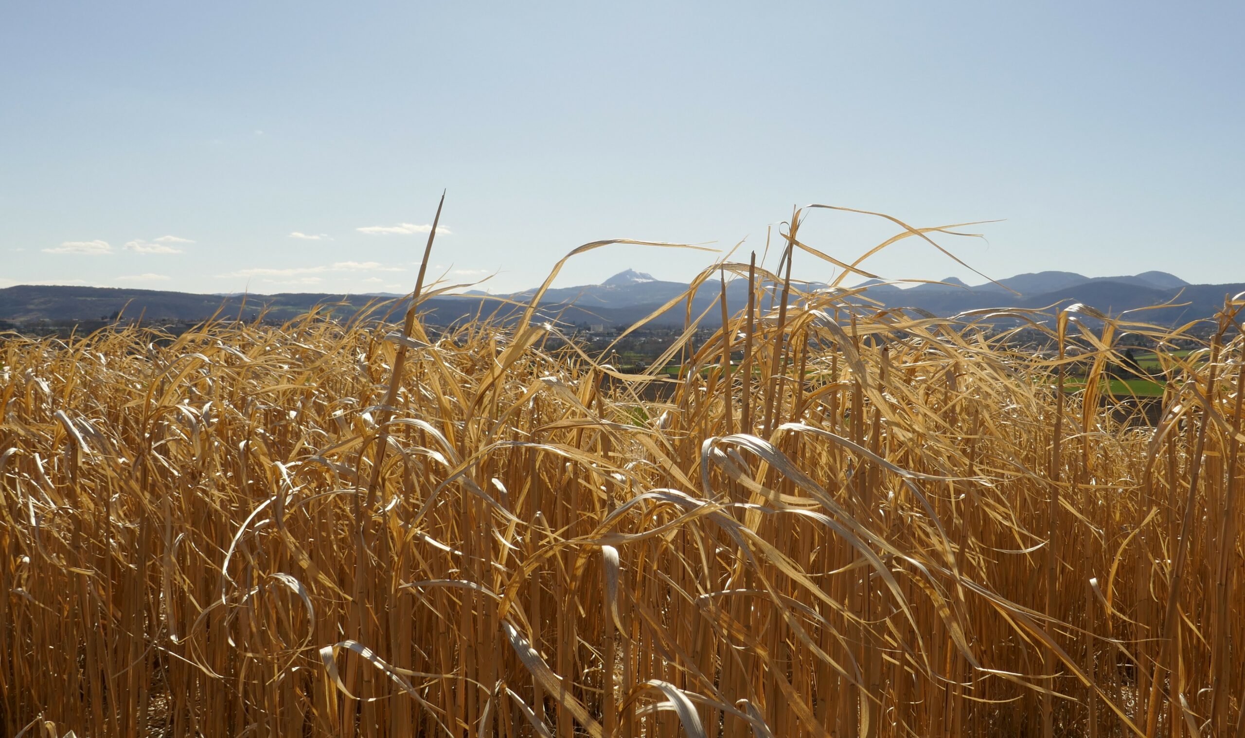 Panoramique des dômes, avec miscanthus et puy de dôme